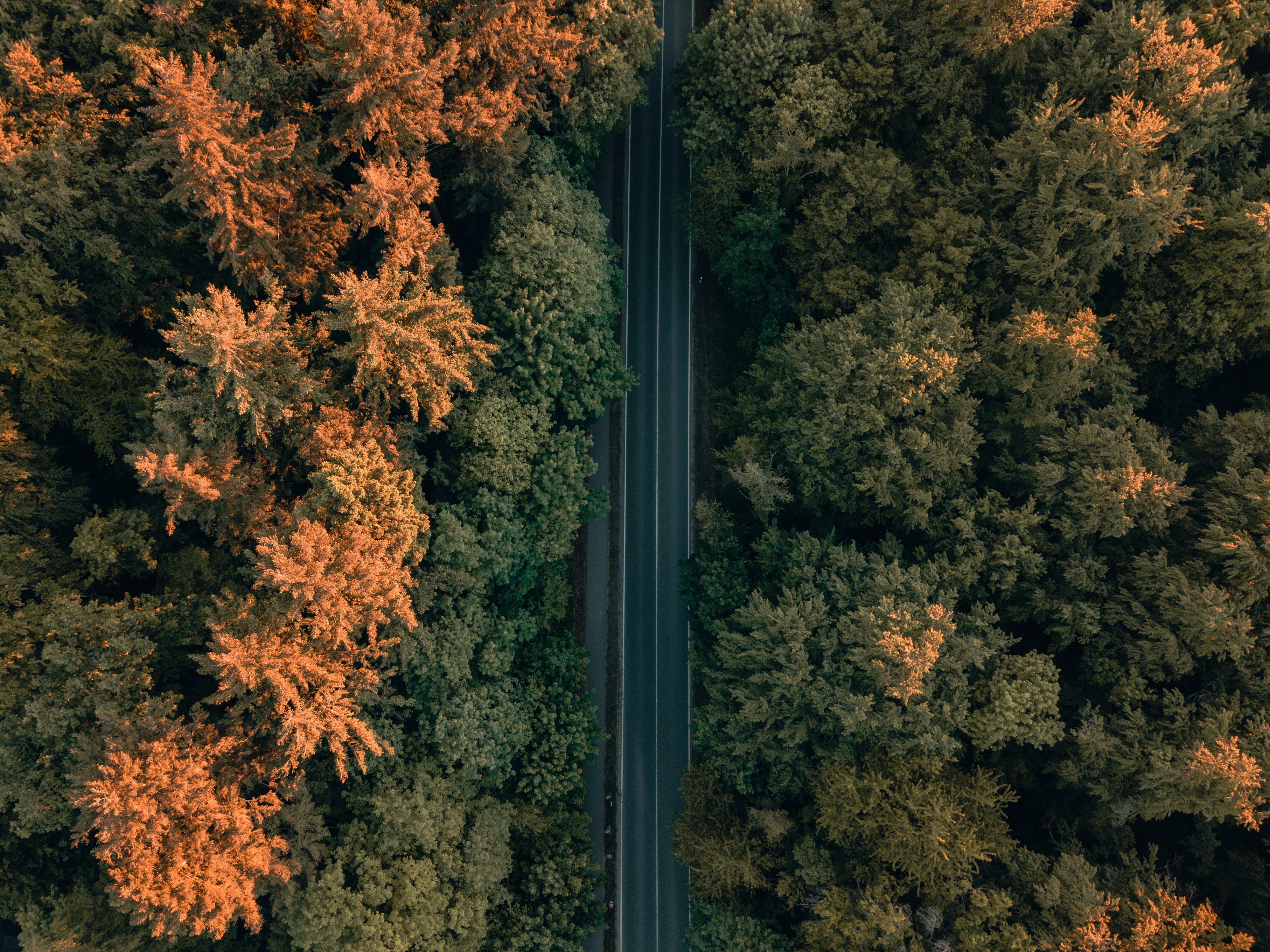 green and yellow leaf trees